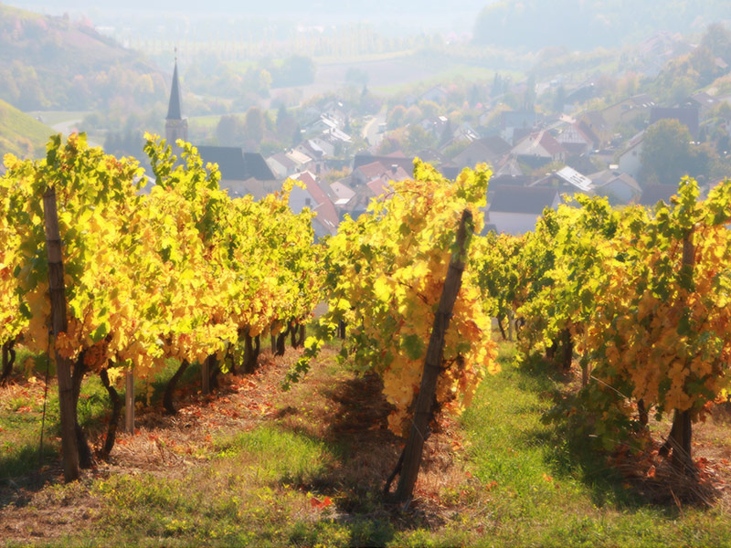 Noble top wines and franconian specialties from Beckstein